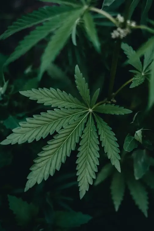 leaf cannabis Leaf