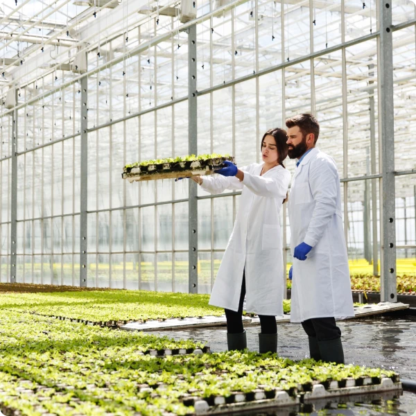 cannabis law inside green house