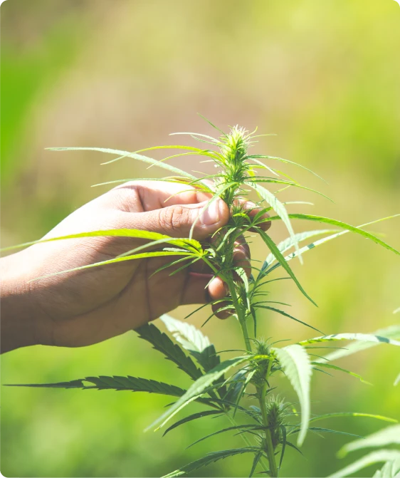hand picked cannabis hand picked cannabis